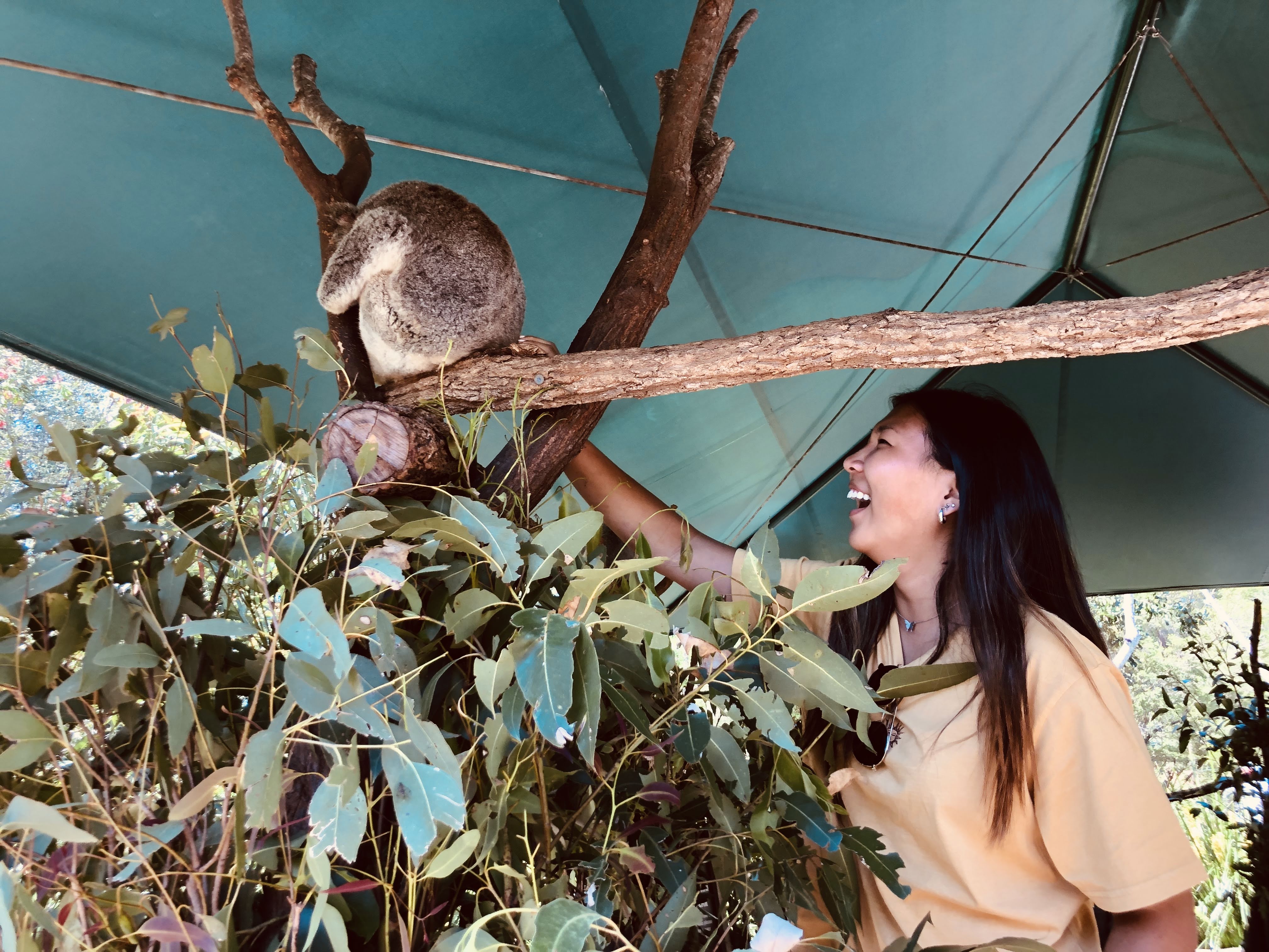 Study abroad student with a koala.