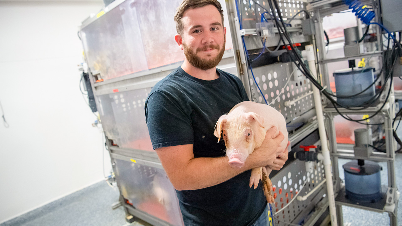 Student holds a piglet in the Piglet Nutrition laboratory.
