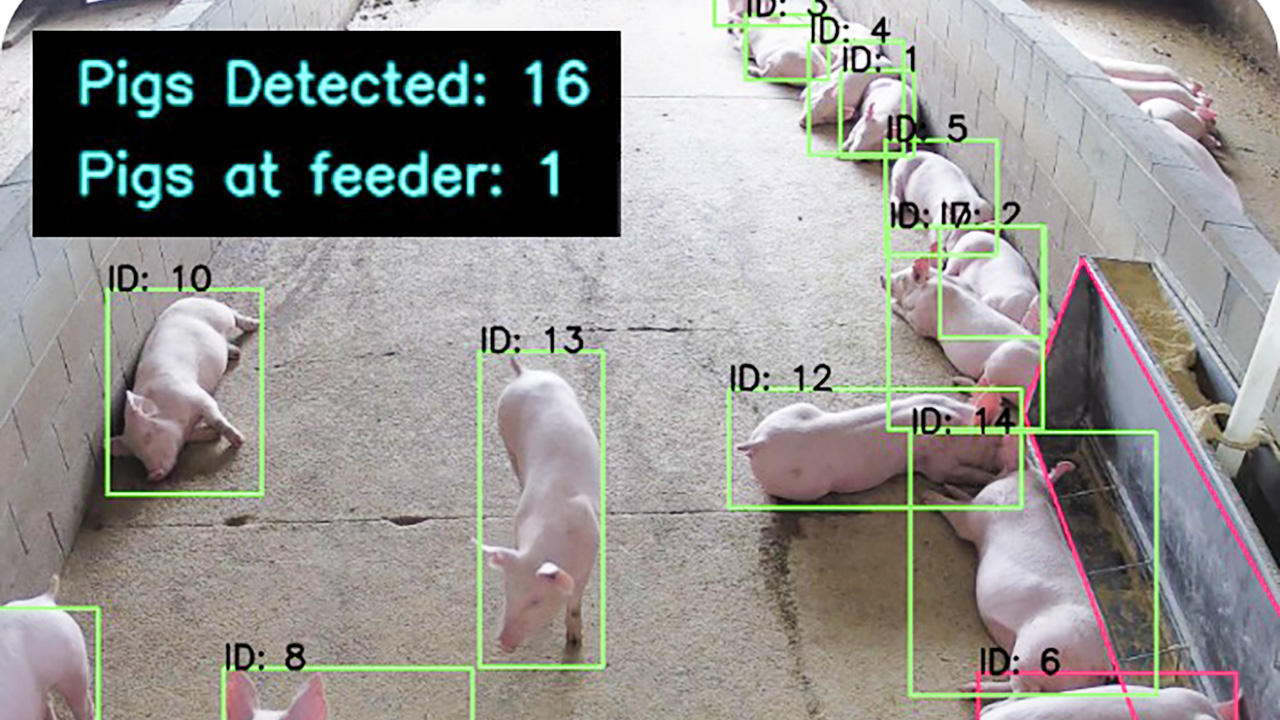 Pigs with a digital data overlay.