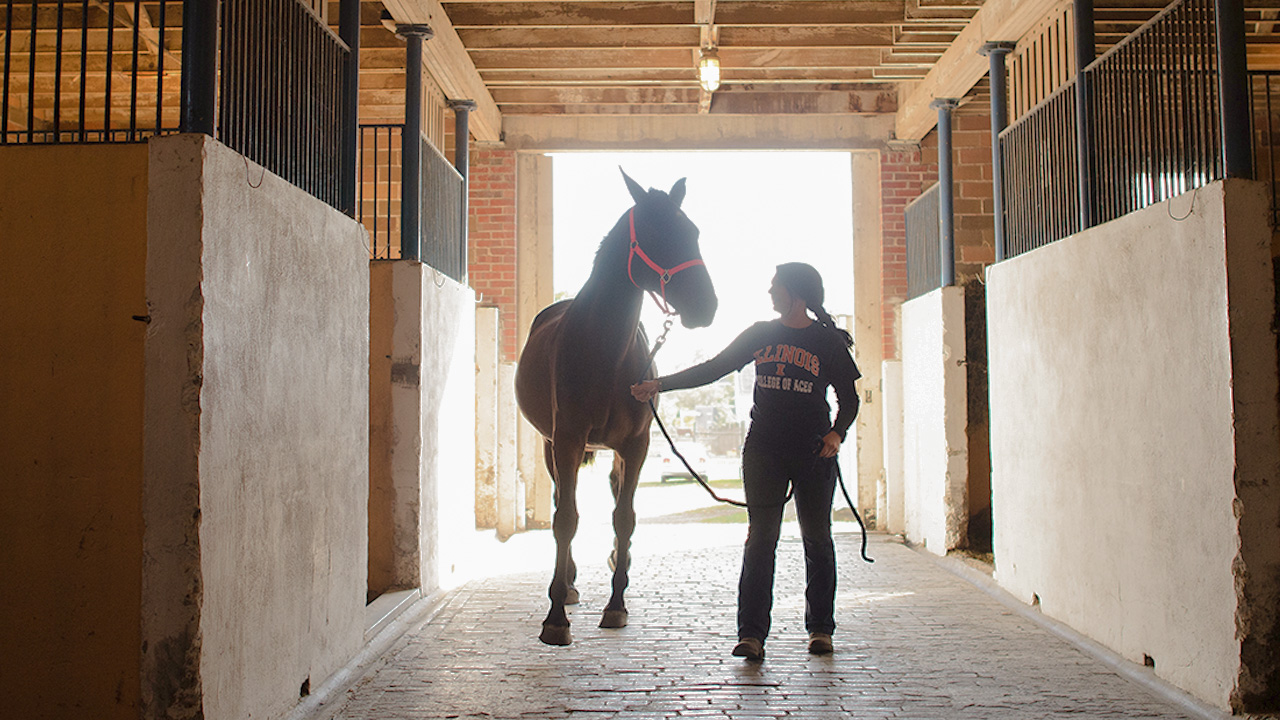 Student tending to a horse in a barn