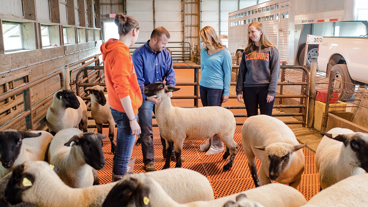 Food Animal Production and Management Animal Sciences UIUC