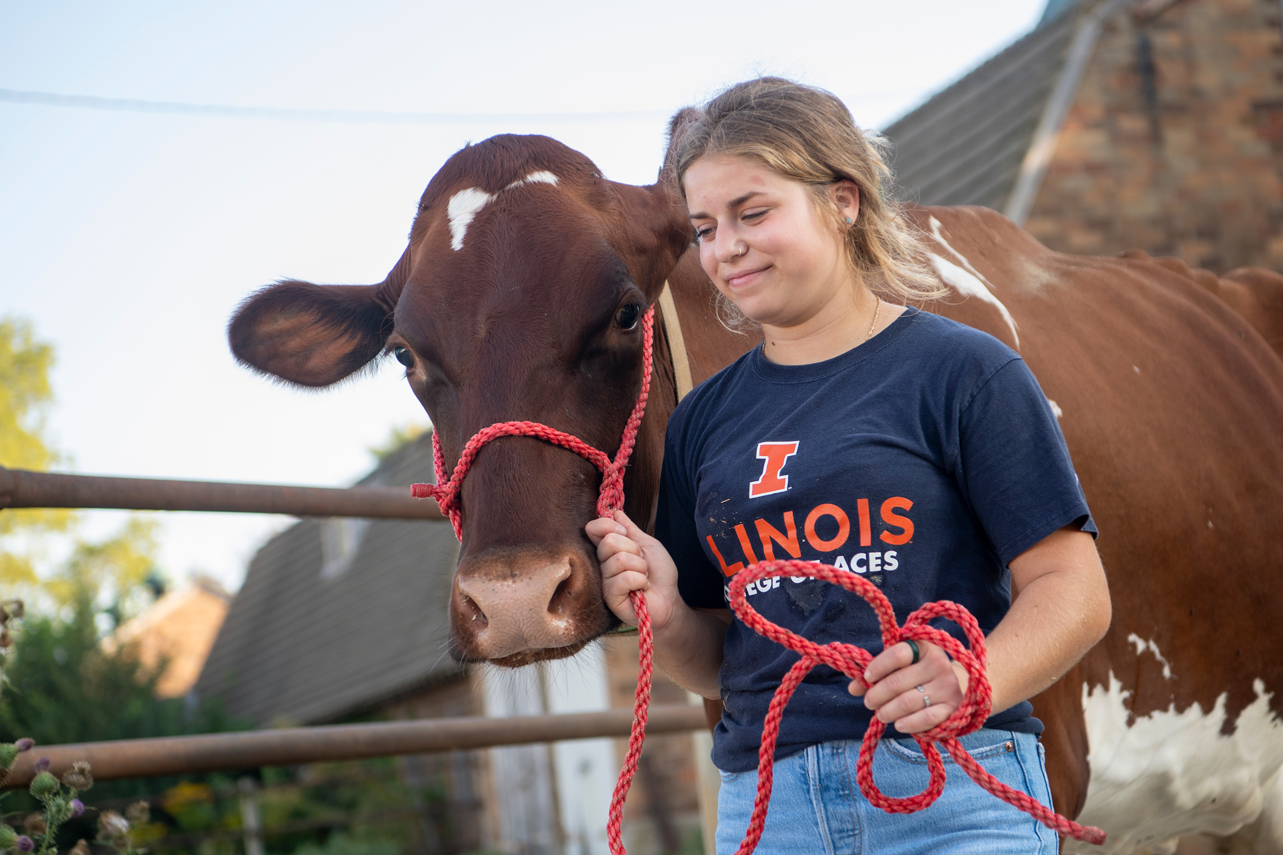 Dairy cow being guided by a student.