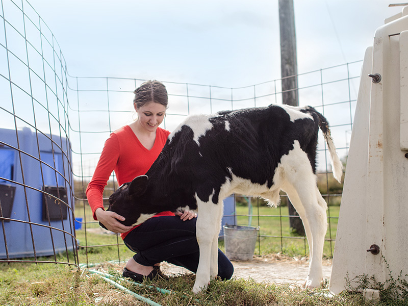 Student with dairy cow.