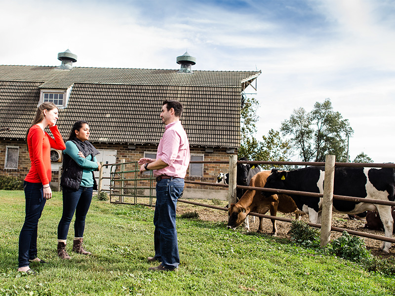 Students with dairy cattle.