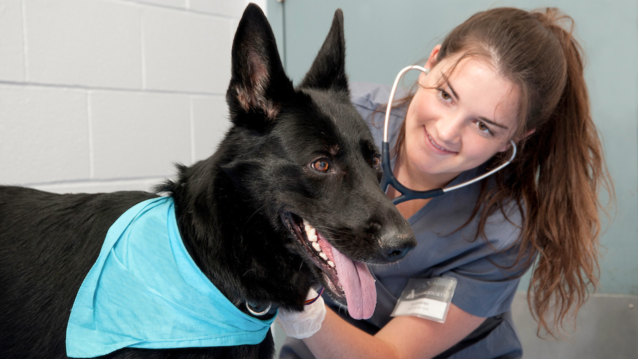 Student taking a dog's heart beat.