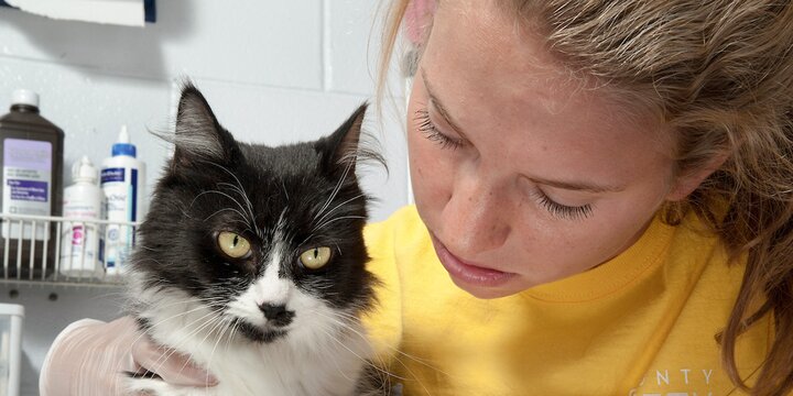 Student holding a cat inspecting the paw.