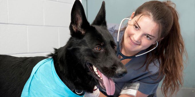 Pre-vet female student checking a black dog's heart rate