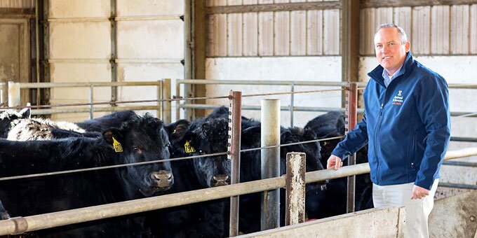 Dr. Johnson standing with cattle in an indoor facility