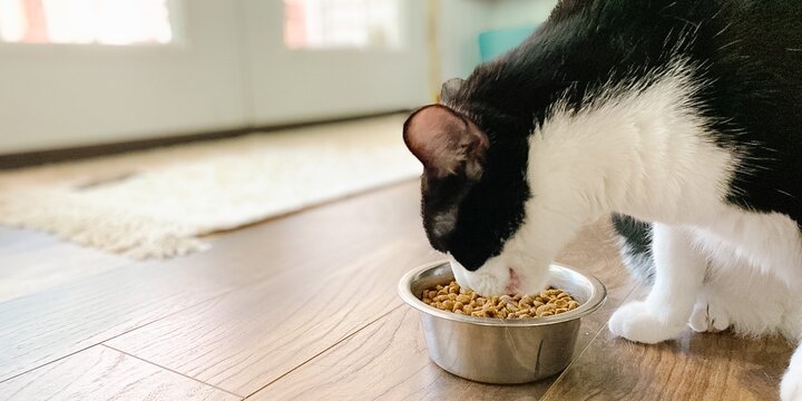 Cat eating from a dish.