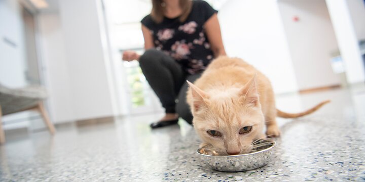 Cat eats from a bowl on a floor