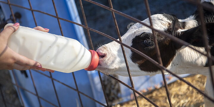Calf being fed a bottle of milk.