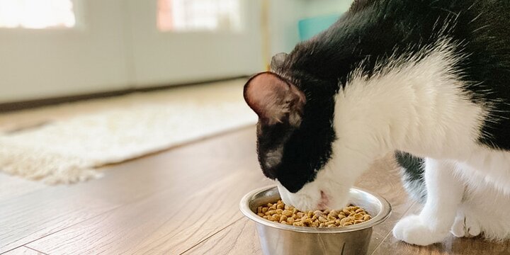 Cat eating food out of a bowl.