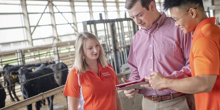 Students with professor in cattle facility looking at statistics on a tablet.