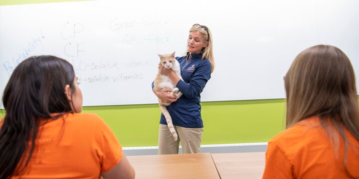 Students looking at Dr. Fischer holding a cat in the classroom