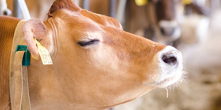Dairy cattle