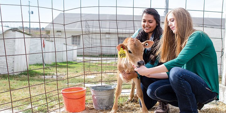 Two students hold a baby calf
