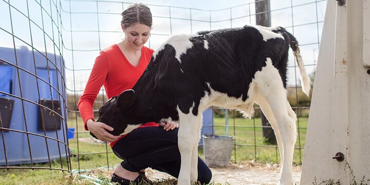 Girl petting calf outside the Lincoln Avenue Dairy