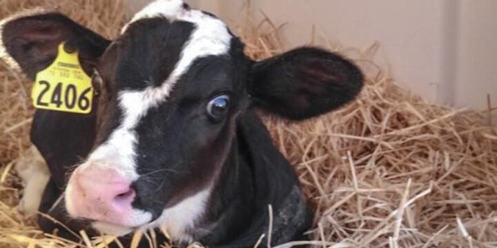 A calf laying down in the hay inside the Nutrition Field Laboratory