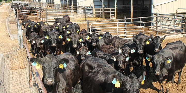 Many cows standing outside the Orr Beef Research Center