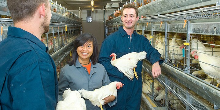 Students and instructor hold chickens at Poultry Research Farm