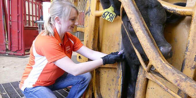 Student caring for diary cow.