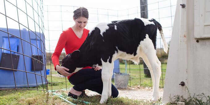 Dairy cattle student caring for calf in an outside setting