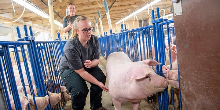 Two students petting swine at the Imported Swine Research Laboratory
