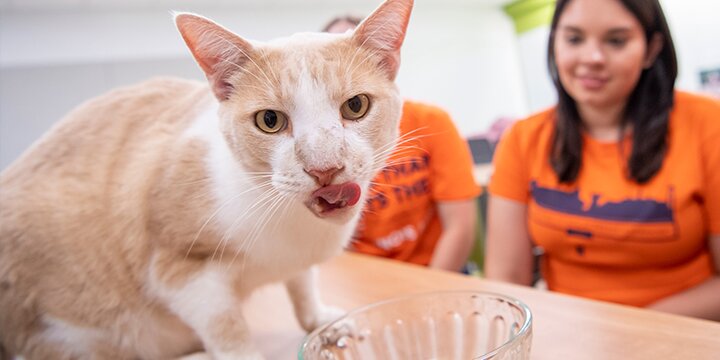 Students observing a cat eating.