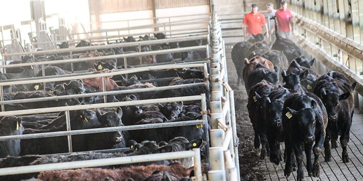 Cows and students in a research facility.