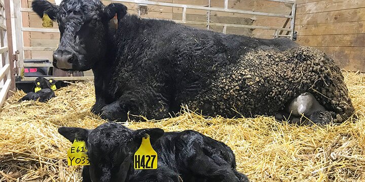 Two cows laying down in hay
