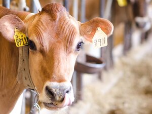 Dairy cattle inside a facility