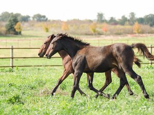 Horses running in a field