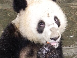 A panda bear sitting outside