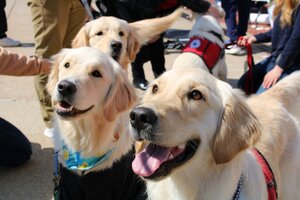 Golden Retriever service dogs. 